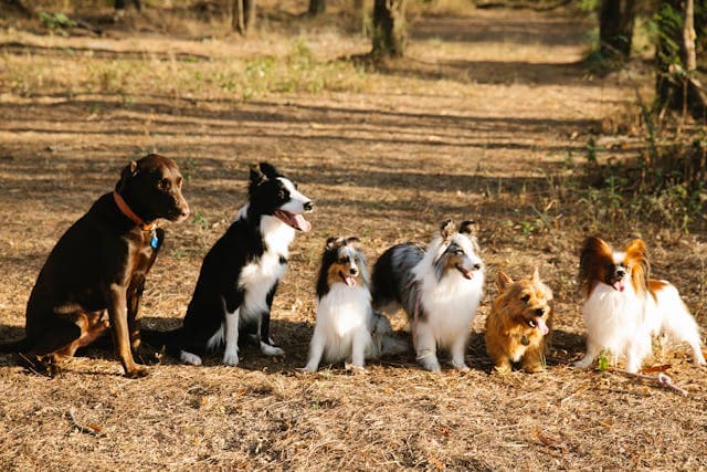Different breeds of adorable dogs sitting on pathway in countryside