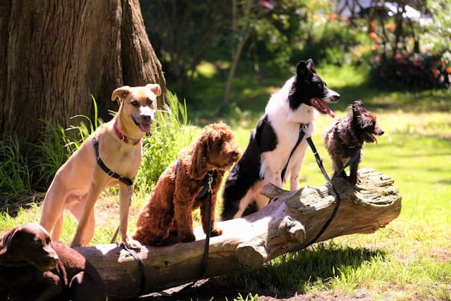 Different breeds of dogs