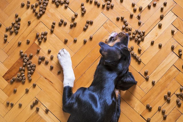 Dog eating dogfood on the floor