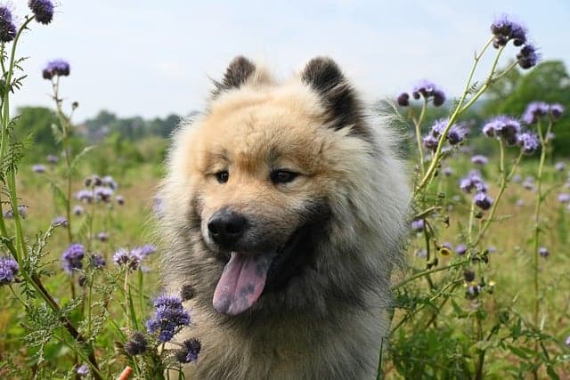 Dog inside the garden