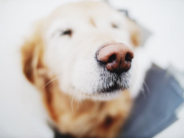 Dog whiskers
