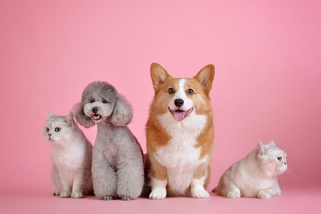 Dogs and cats in pink background