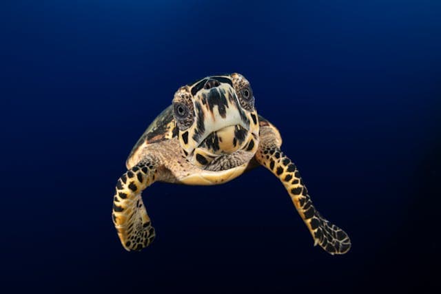 Hawksbill Sea Turtle