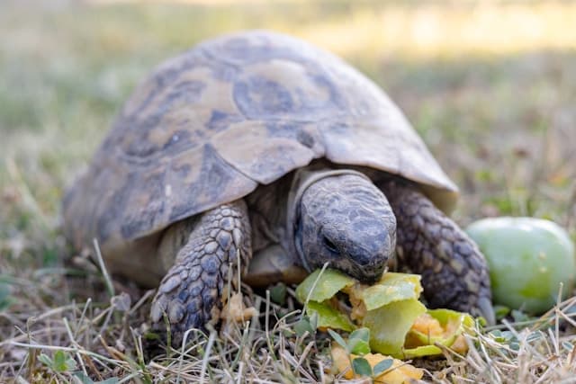 Land turtle eating an apple in garden.