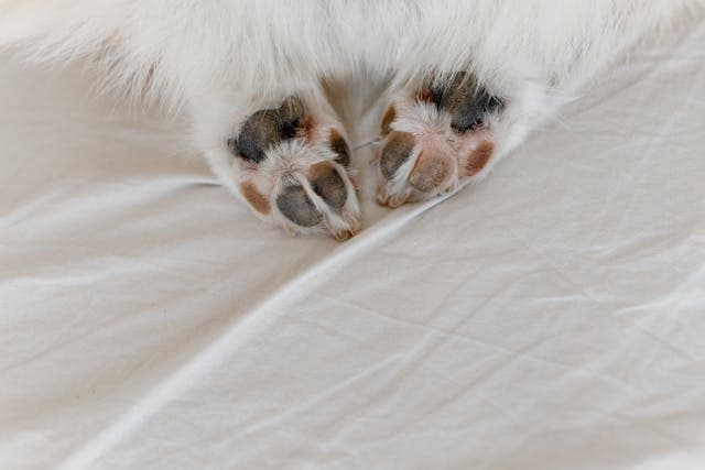 Paws of a dog