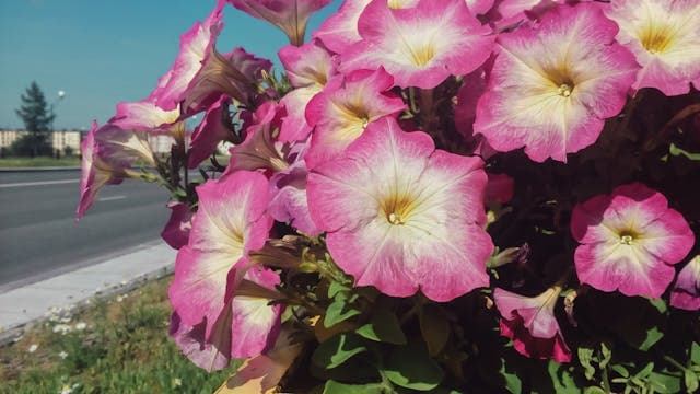 Pink and white petunias near the road