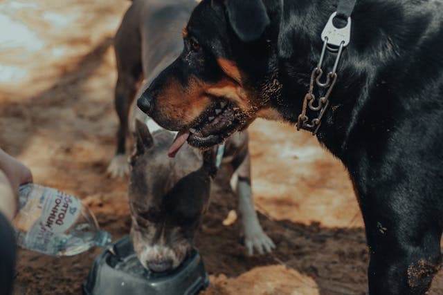 Purebred dogs on sandy ground in sunny day while drinking water
