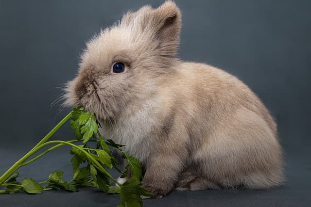 Rabbit eat green spinach