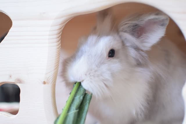 Rabbit eating vegetable