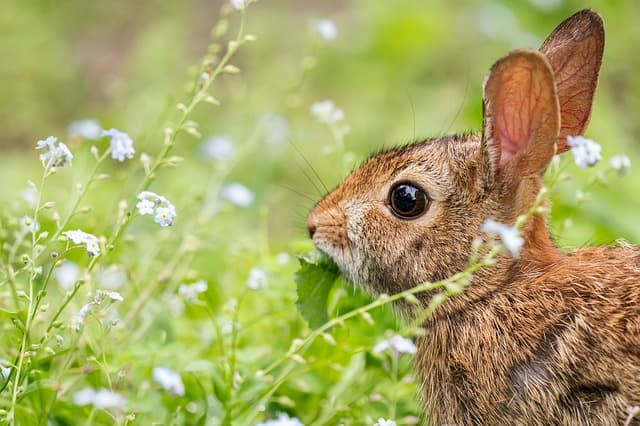 Rabbit looking for food on the grass