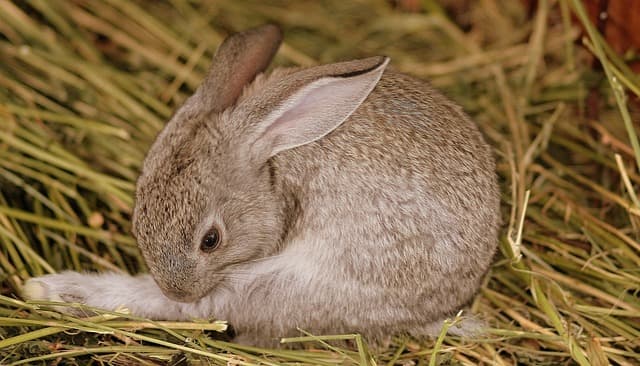 Rabbit sitting on hay inside cage