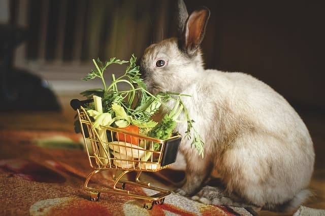 Rabbit with cart of parsley