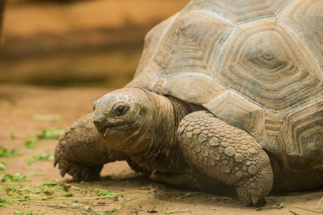Tortoise eat some vegetables