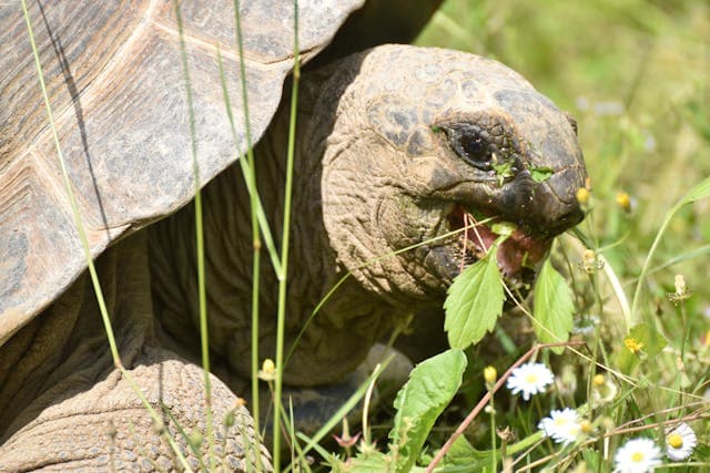 Turtle Eating Plants