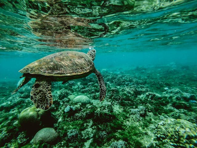 Turtle Swimming Underwater
