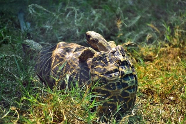 Turtle having coitus on the grass
