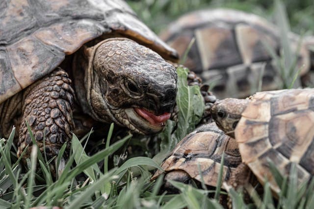 Turtles on Grass Snapping