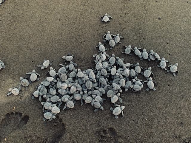 new born turtle on the sand of the beach