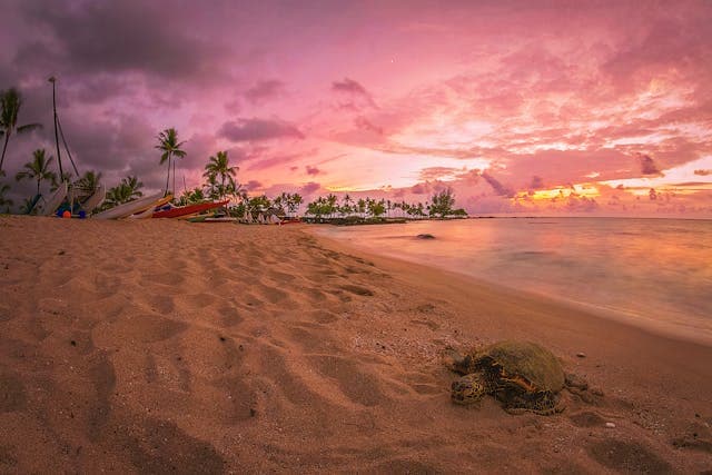 Green Palm Tree on Brown Sand Near Body of Water during Sunset