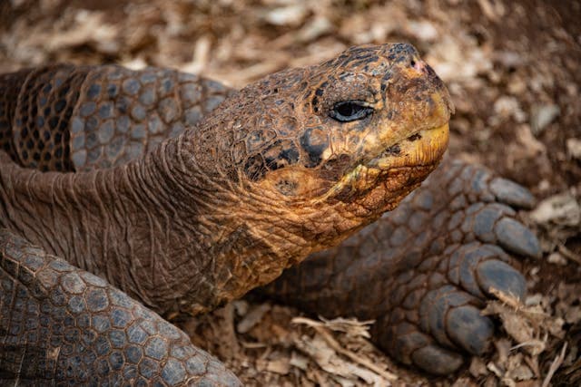 Head of Black Tortoise