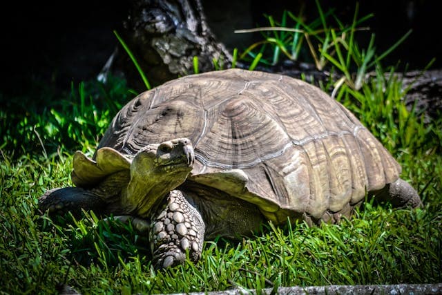 Tortoise on the Grass