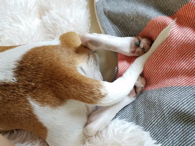 Short-coated Tan and White Dog Tail