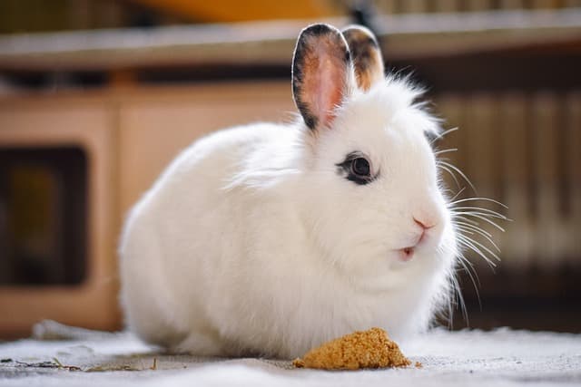 rabbit pooping