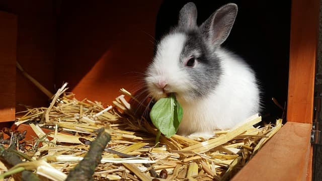 rabbit eating a leaf