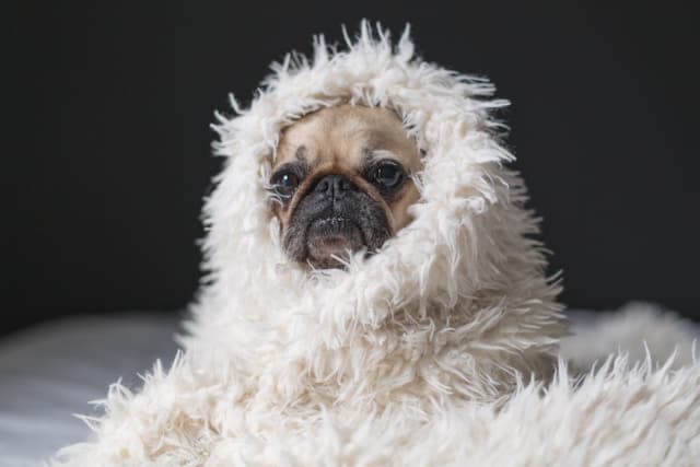 sick dog covered with blankets