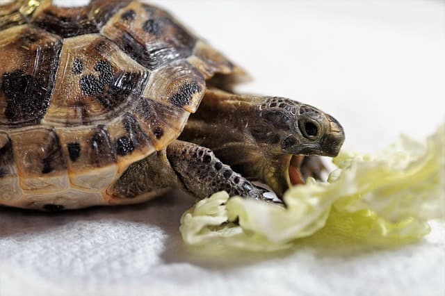 turtle eat vegetables