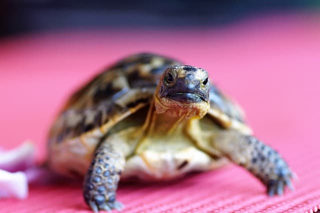 turtle standing in pink background