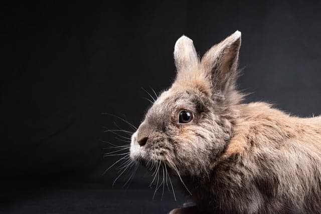 unwell rabbit laying down