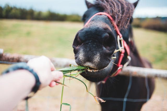Anonymous person feeding horse near barrier