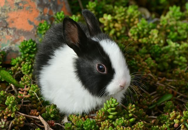 Black and white rabbit beside aquatic plant