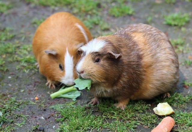 Brown Hamster Eating a celery