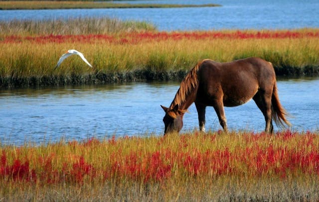 Brown Horse on Green and Red Grasses