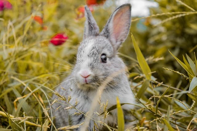 Bunny hiding on the grass