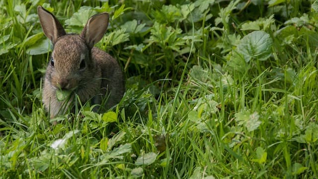 Bunny eating green leaves