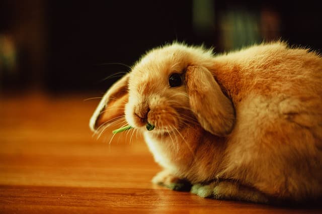 Bunny eating sprout