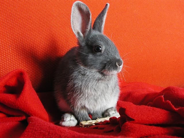 Bunny in red background