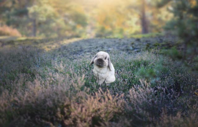 Bunny in the middle of forest