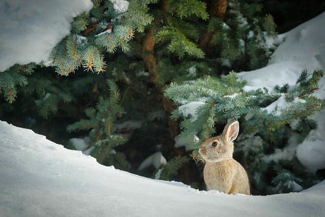 Bunny standing in snow near pine tree