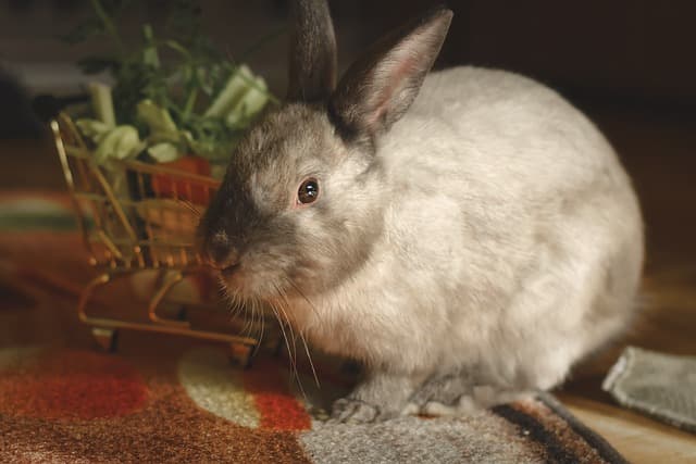 Bunny with vegetables behind