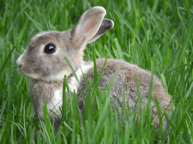 Cute Gray Rabbit in Grass