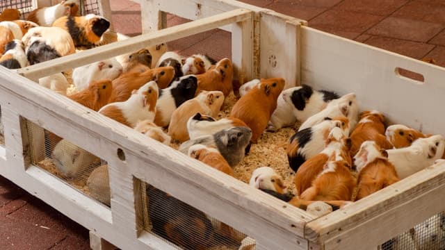 Different Kinds of Guinea pigs