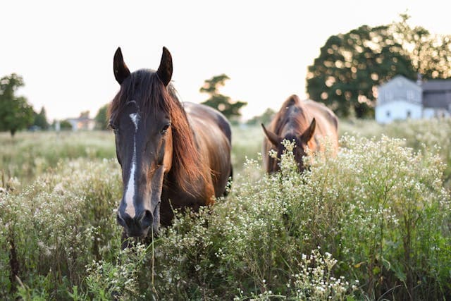 Domestic chestnut horses standing on pasture in farmland