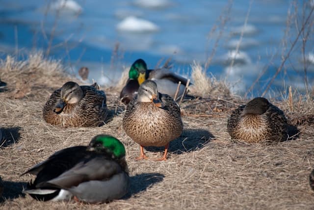 Ducks sleeping beside the lake