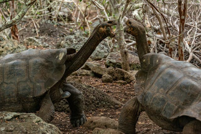 Fighting Tortoises in Nature