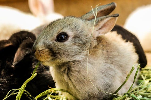 Gray Rabbit eating green leaf