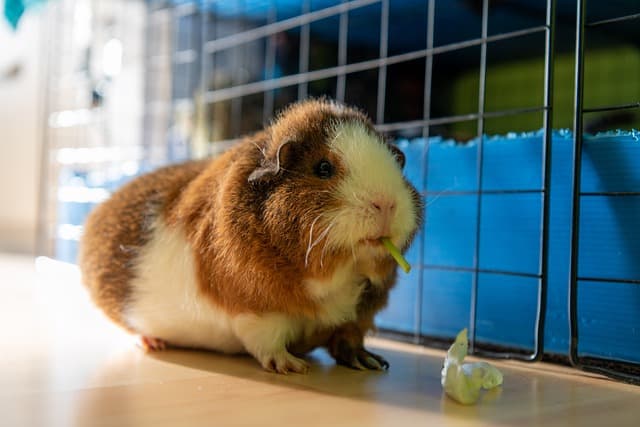 Guinea pig eating